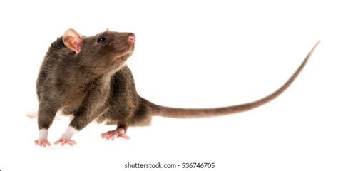 ugly rats pics|1,349 Ugly Rat Images, Stock Photos, 3D objects,